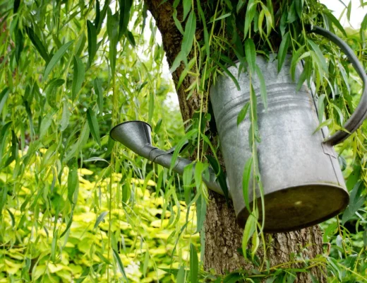 Pflanzen richtig wässern