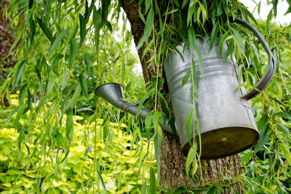Pflanzen richtig wässern