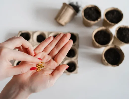 Person hält Saatgut in der Hand, im Hintergrund Papiertöpfchen mit Erde
