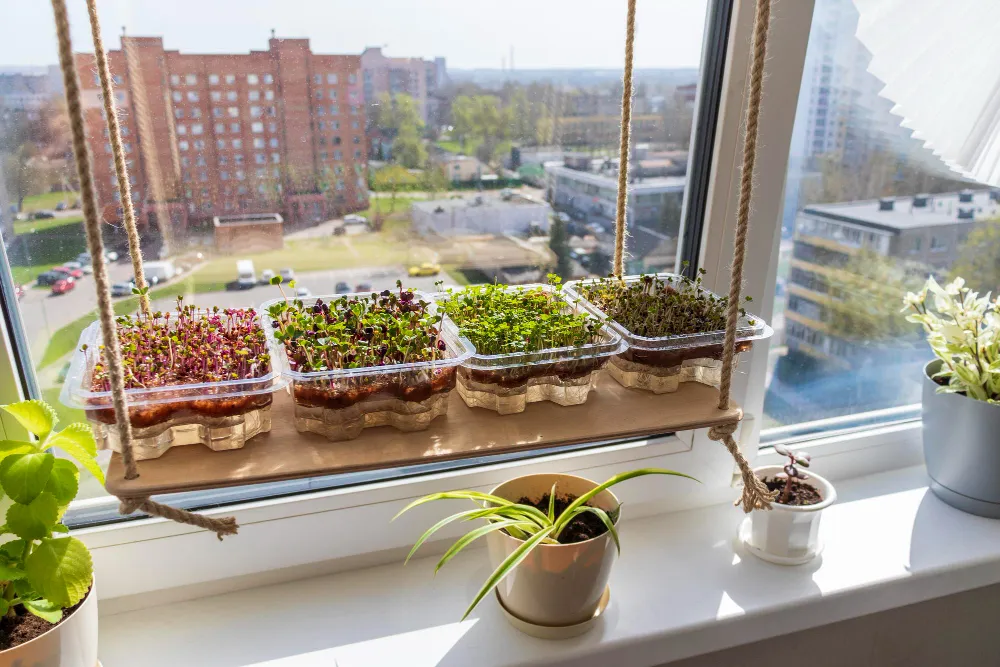Jungpflanzen und Keimlinge auf einer sonnigen Fensterbank bei der Anzucht im Frühling