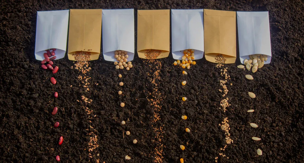 Verschiedene Samen in Reihen auf Erde für die Aussaat im Frühling