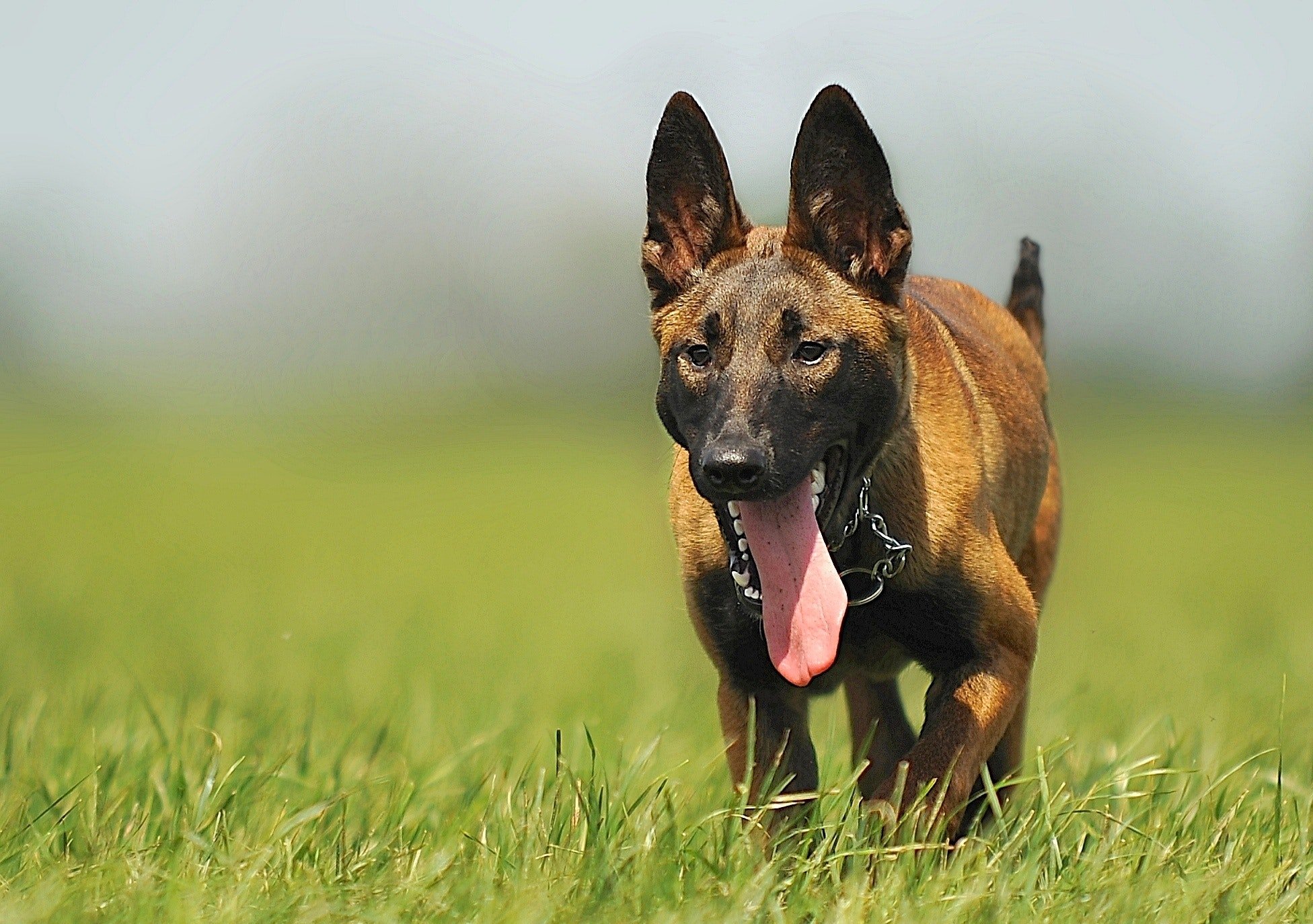 Malinois - Der Belgische Schäferhund - Home Insider Wohnblog