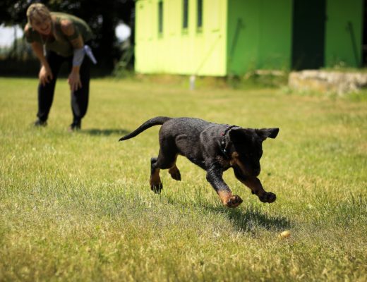 Sportliches Haustier – Sportliches Herrchen?