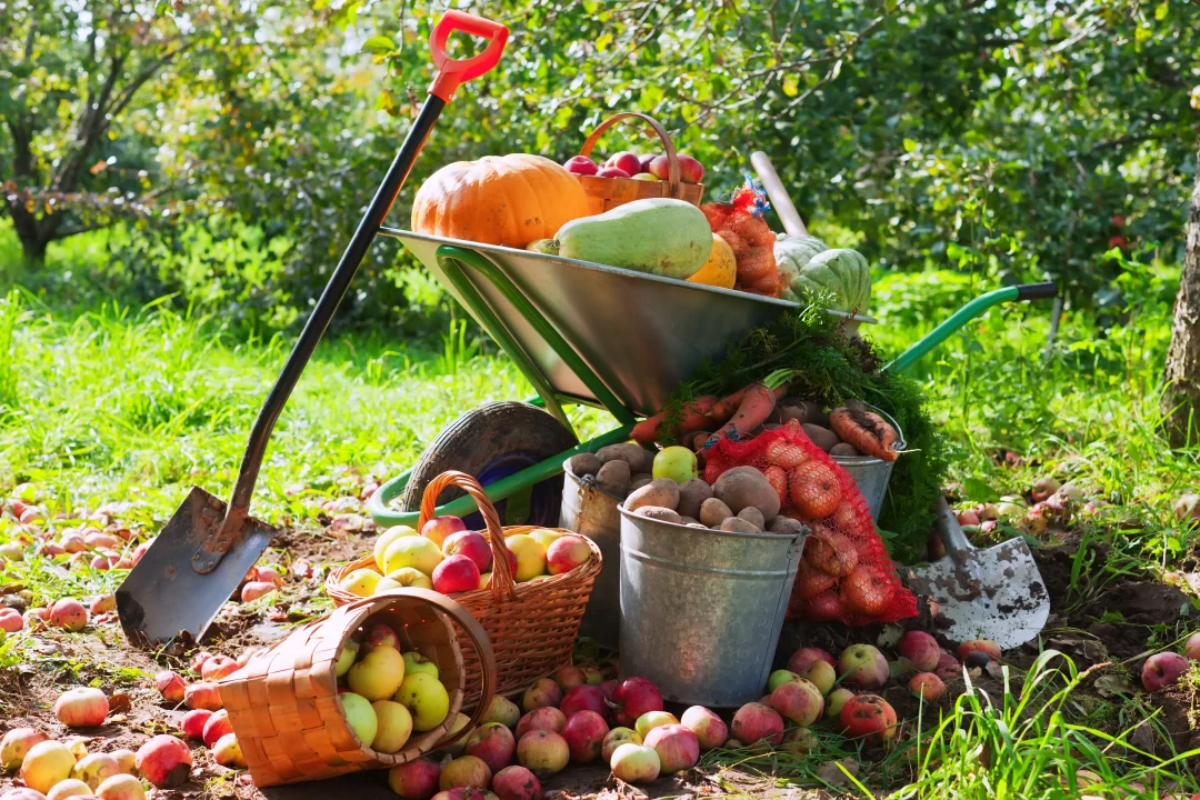 Garten winterfest machen - Ernte im herbstlichen Garten: Schubkarre mit Kürbis, Zucchini und Gemüse, daneben Körbe voller Äpfel, Eimer mit Kartoffeln und Gartenwerkzeug.