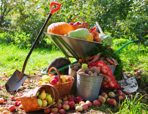 Garten winterfest machen - Ernte im herbstlichen Garten: Schubkarre mit Kürbis, Zucchini und Gemüse, daneben Körbe voller Äpfel, Eimer mit Kartoffeln und Gartenwerkzeug.
