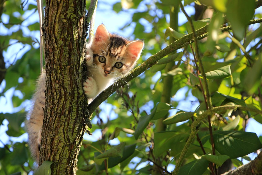 Achtung bei Katzennetz  auf dem Balkon  Vermieter  fragen 