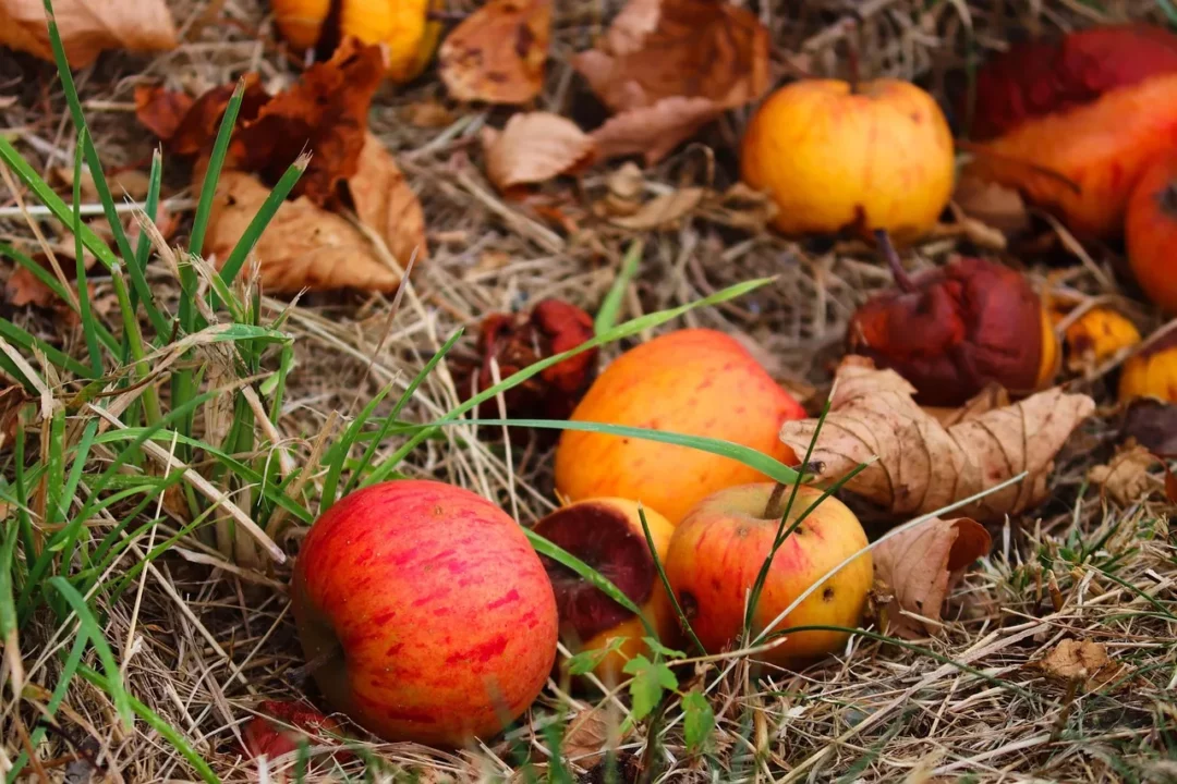 Reife und teils verrottende Äpfel liegen zwischen trockenem Gras und Herbstlaub am Boden – typisches Fallobst im Spätsommer oder Herbst
