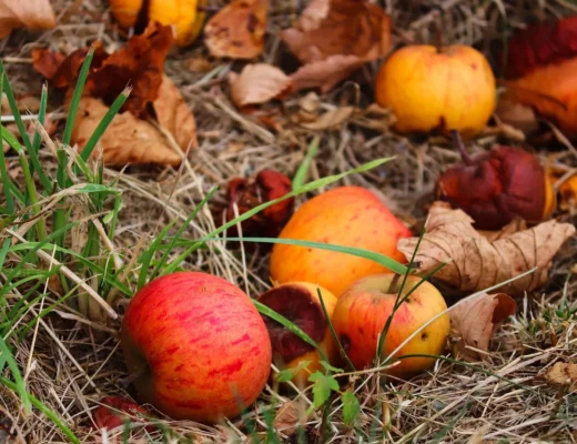 Reife und teils verrottende Äpfel liegen zwischen trockenem Gras und Herbstlaub am Boden – typisches Fallobst im Spätsommer oder Herbst