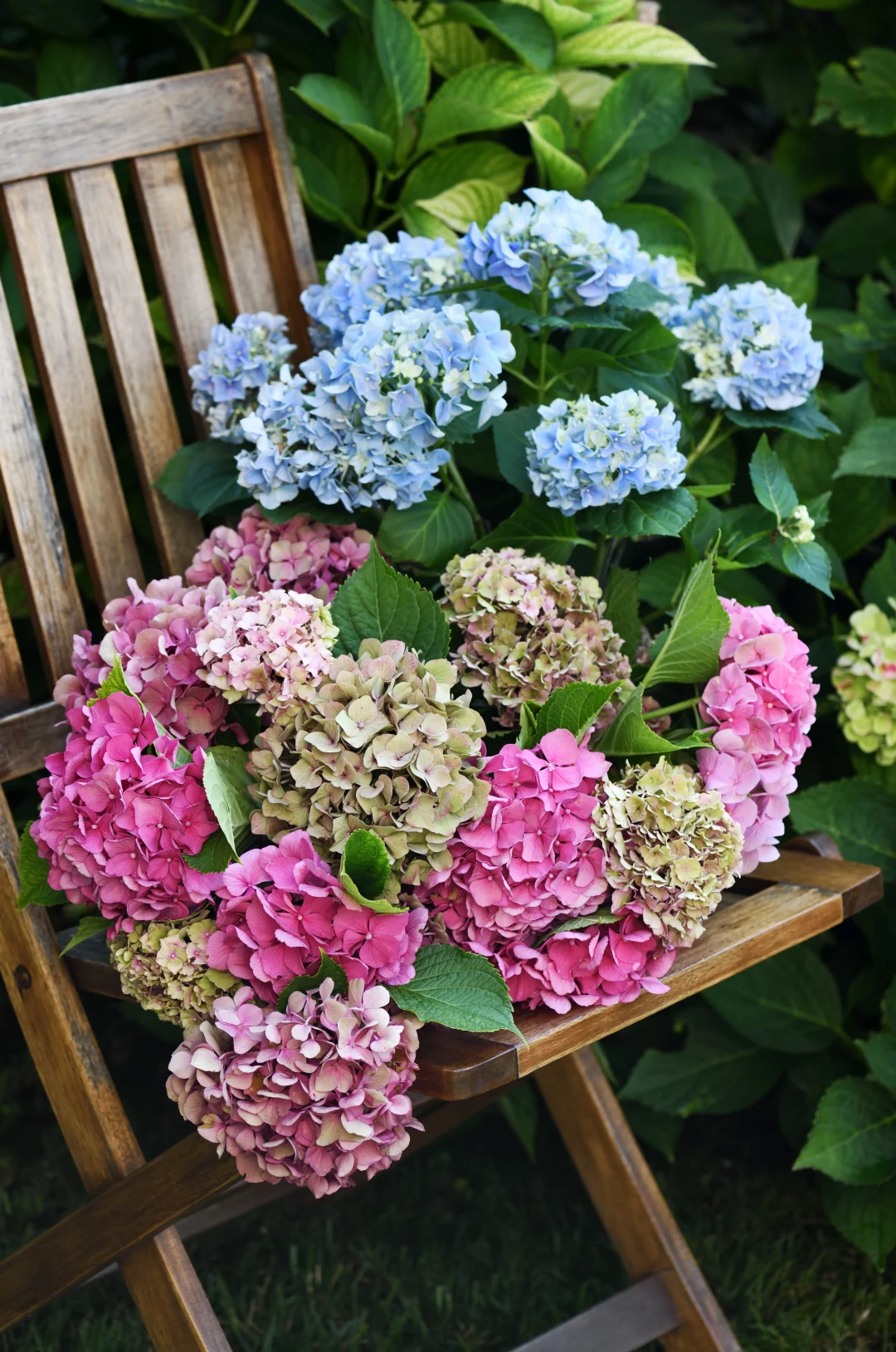 Hortensien in Rosa, Blau und Grün auf einem Holzstuhl im Garten, umgeben von dunkelgrünem Laub.