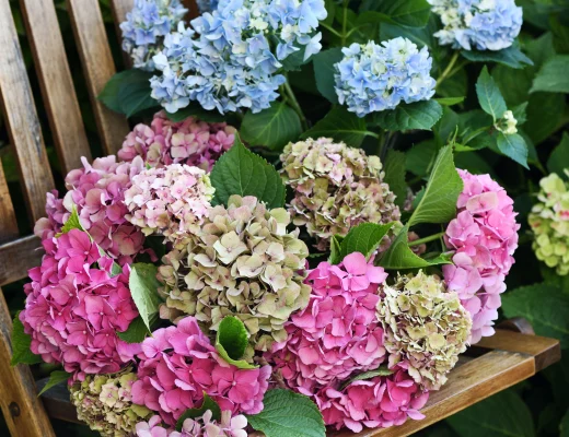 Hortensien in Rosa, Blau und Grün auf einem Holzstuhl im Garten, umgeben von dunkelgrünem Laub.