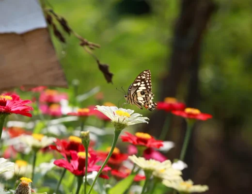 Ein Schmetterling auf einer Blume in einem insektenfreundlichen Garten