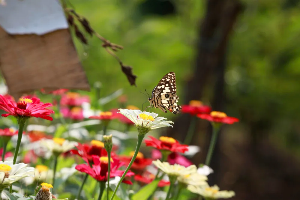 Ein Schmetterling auf einer weißen Blume in einem insektenfreundlichen Garten