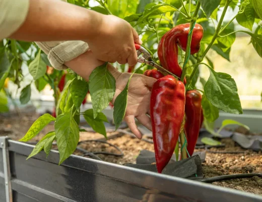 Person schneidet Paprika in Gewächshaus