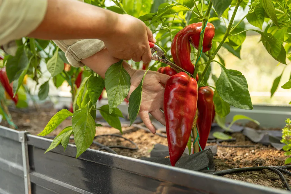 Person schneidet Paprika in Gewächshaus