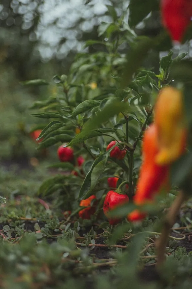 Paprika Pflanzen mit reifen Früchten im Garten nach erfolgreicher Aussaat