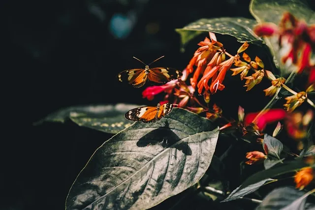 Zwei Schmetterlinge auf Blüten in einem insektenfreundlichen Garten mit bunten Pflanzen