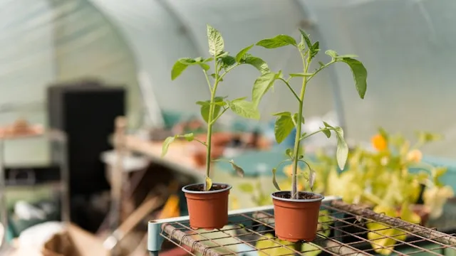Paprika Jungpflanzen nach dem Pikieren in Töpfen im Gewächshaus