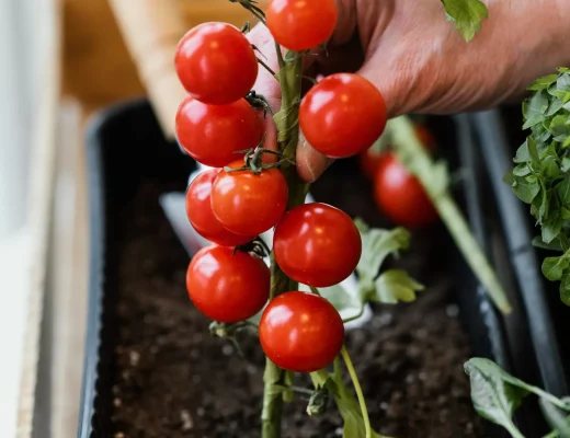Hand hält Tomatenpflanze mit vielen kleinen roten Tomaten