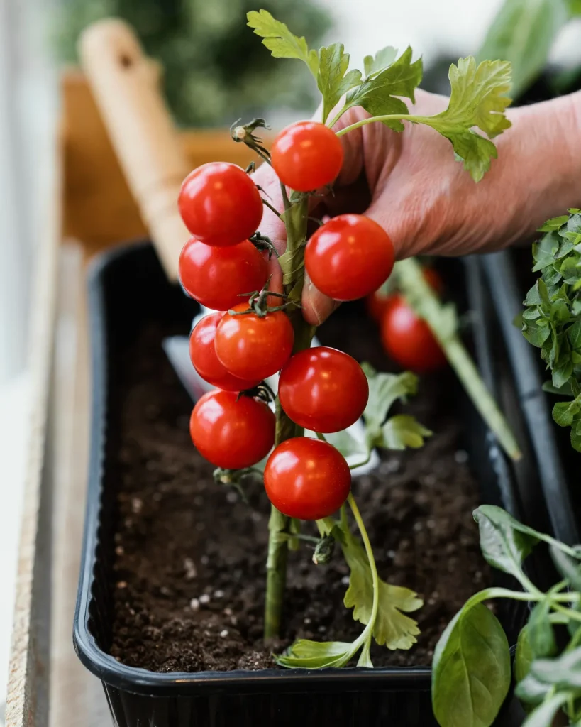 Hand hält Tomatenpflanze mit vielen kleinen roten Tomaten