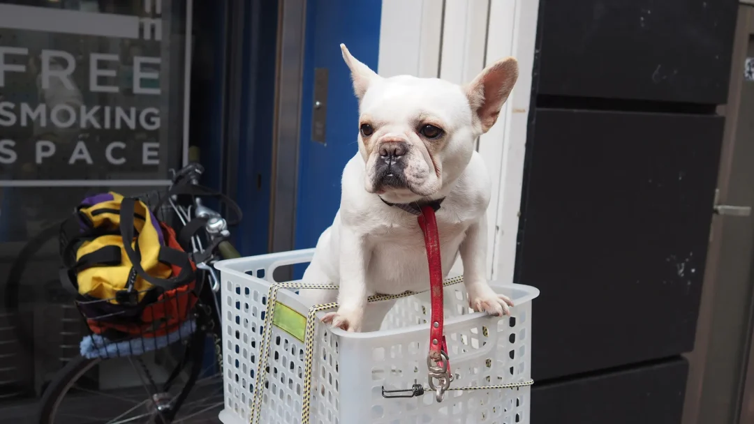 Ein weißer Französischer Bulldogge sitzt in einem Wäschekorb