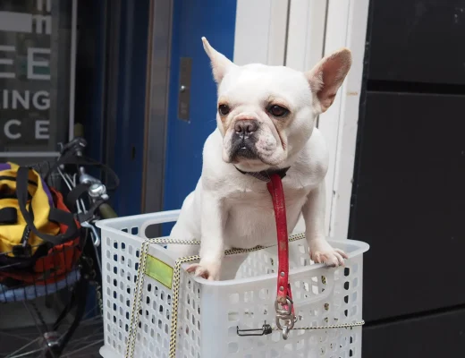 Ein weißer Französischer Bulldogge sitzt in einem Wäschekorb