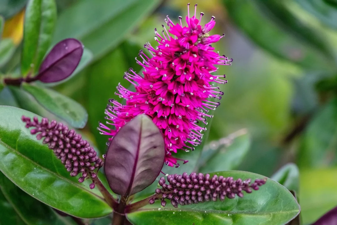 Strauchveronika mit pinken Blüten und immergrünen Blättern