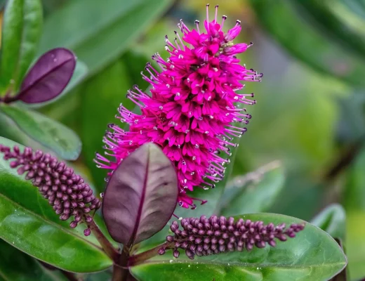 Strauchveronika mit pinken Blüten und immergrünen Blättern