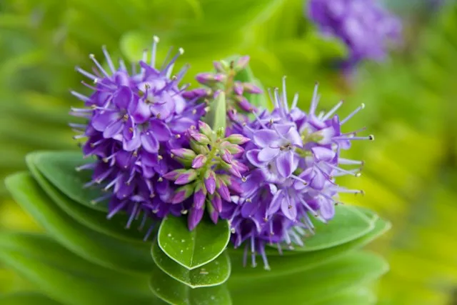 Strauchveronika mit violetten Blüten und immergrünem Laub
