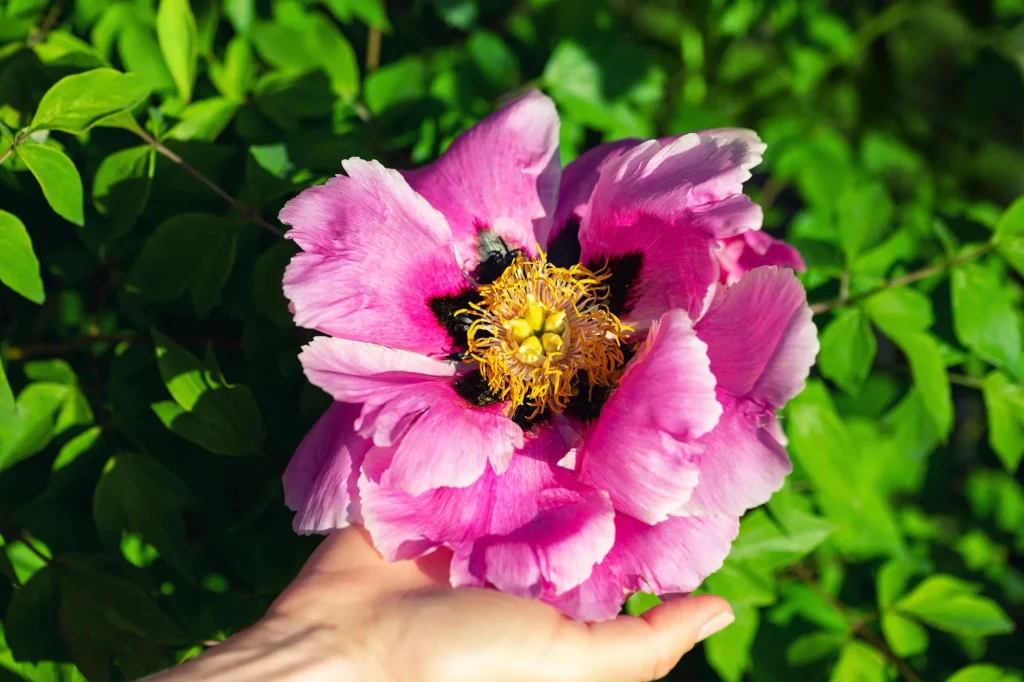 Rosa blühende Pfingstrose wird vorsichtig mit einer Hand gehalten – beim Pfingstrosen schneiden im Herbst kommt es auf die richtige Sorte an.