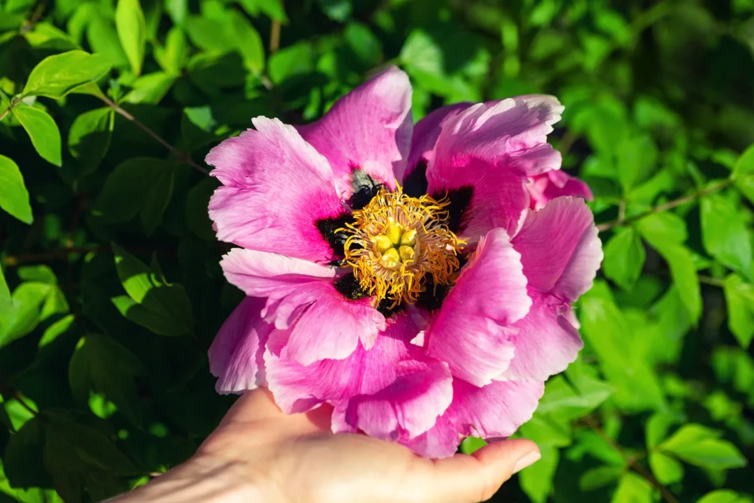 Rosa blühende Pfingstrose wird vorsichtig mit einer Hand gehalten – beim Pfingstrosen schneiden im Herbst kommt es auf die richtige Sorte an.
