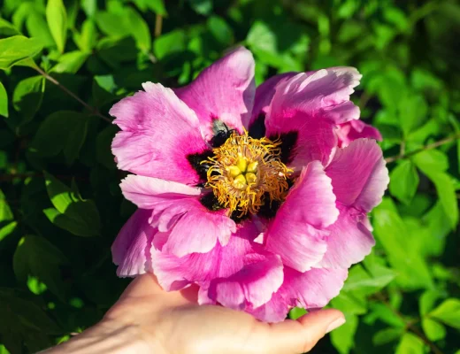 Rosa blühende Pfingstrose wird vorsichtig mit einer Hand gehalten – beim Pfingstrosen schneiden im Herbst kommt es auf die richtige Sorte an.