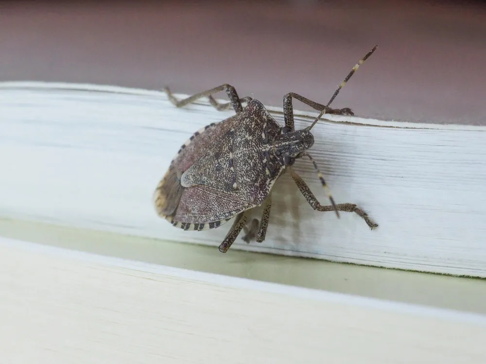 Stinkwanze im Haus sitzt auf einer hellen Kante