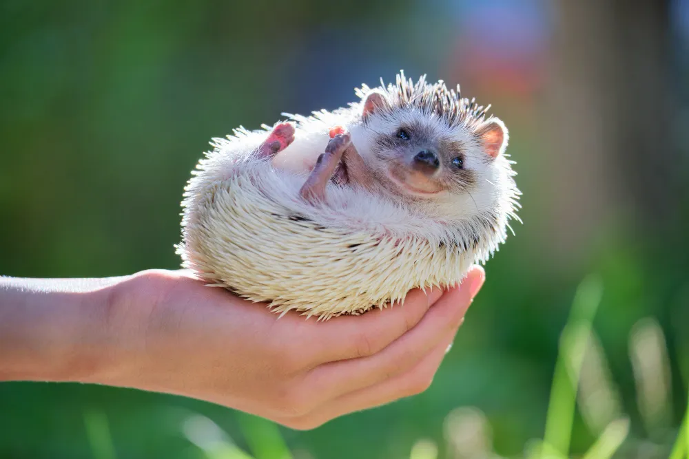 Kleiner Igel liegt auf dem Rücken in einer menschlichen Hand und zeigt seinen weichen Bauch und die Stacheln.