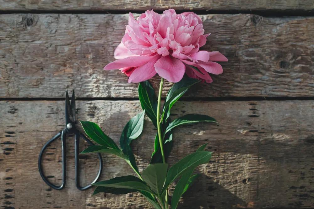 Rosa blühende Pfingstrose neben einer Gartenschere auf rustikalem Holzhintergrund.